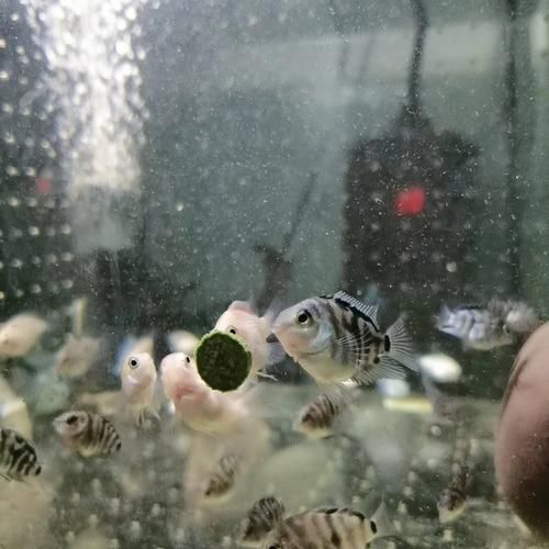 鹦鹉鱼吃什么( 鹦鹉鱼吃什么才能长得快)
