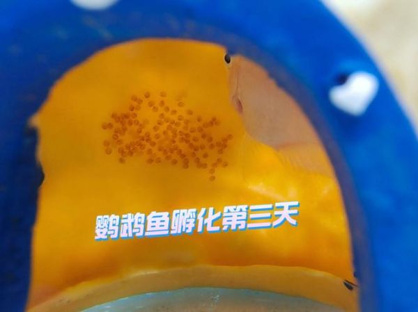鹦鹉鱼图片(褪色了怎么办)