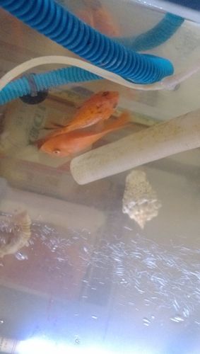 鹦鹉鱼图片(褪色了怎么办)