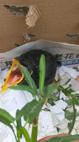 鹩哥论坛(怎样才能养出健康的小鹩哥)