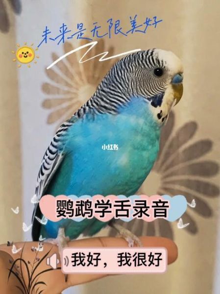 鹩哥说话教材(怎样才能教它说你好)