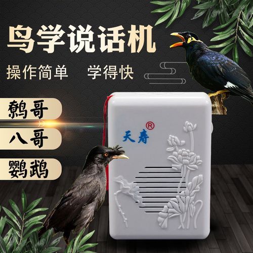 鹩哥说话教材(怎样才能教它说你好)