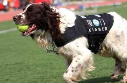 鹰叭犬( 它的性格温顺吗)