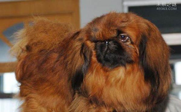 鹰叭犬( 它的性格温顺吗)