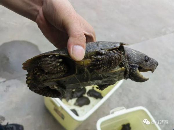 鹰嘴龟价格( 野生的和非野生的价格有区别吗)