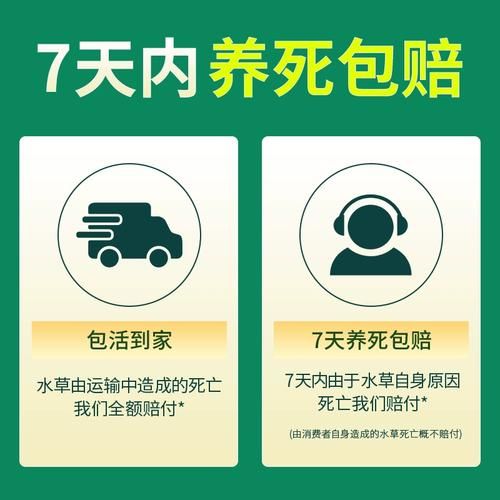 鹿角苔(为什么它会冒泡泡)