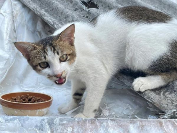 麒麟猫(它们在猫群里为什么能当老大)