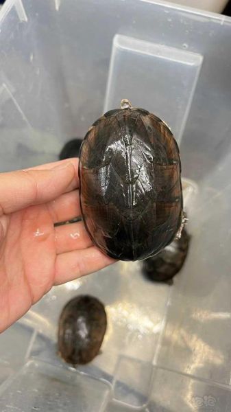 麝香龟(还是温顺的小可爱)