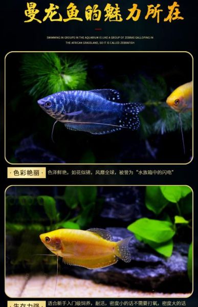 黄曼龙( 它能和别的鱼混养吗)