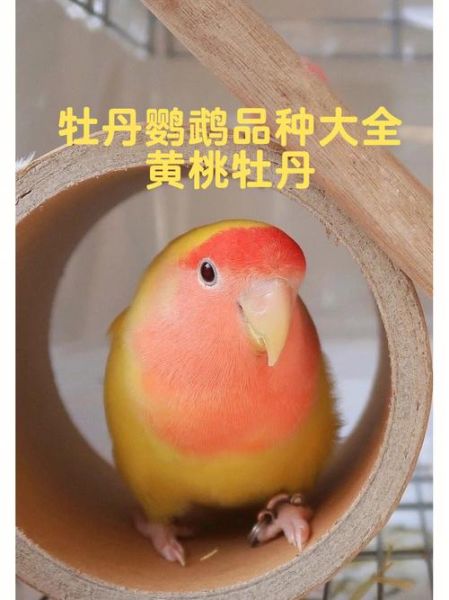 黄桃脸牡丹鹦鹉(和绿桃脸比哪个更好看)