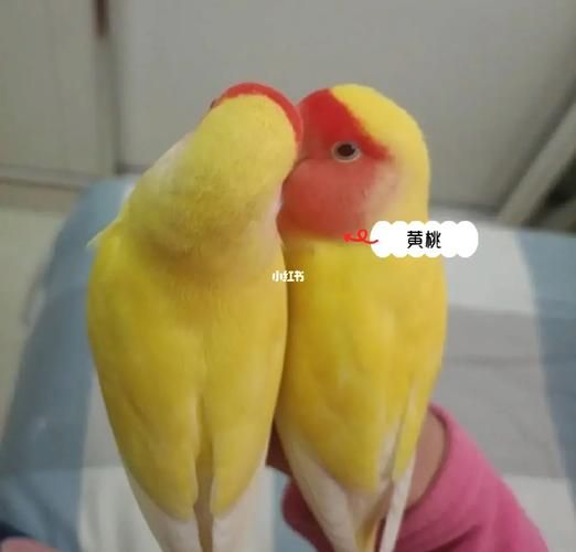 黄桃脸牡丹鹦鹉(和绿桃脸比哪个更好看)