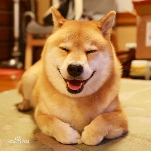 黄狗(它会成为国犬吗)