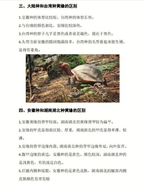 黄缘龟(新手要注意什么)