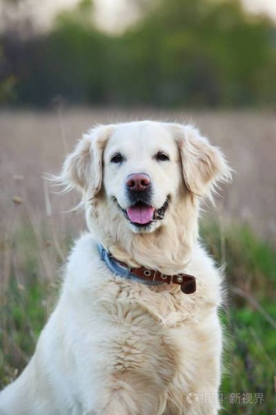 黄金猎犬(难道只是因为长得好看吗)