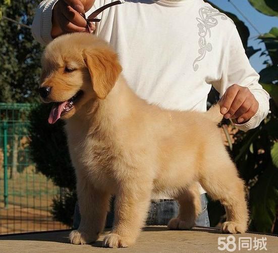 黄金猎犬价格(哪里能买到性价比高的)
