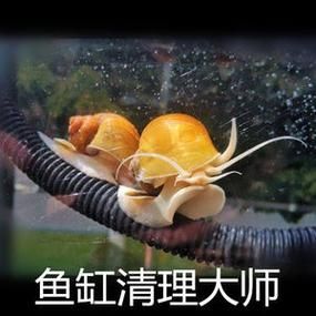 黄金螺( 它会吃掉你的鱼吗)