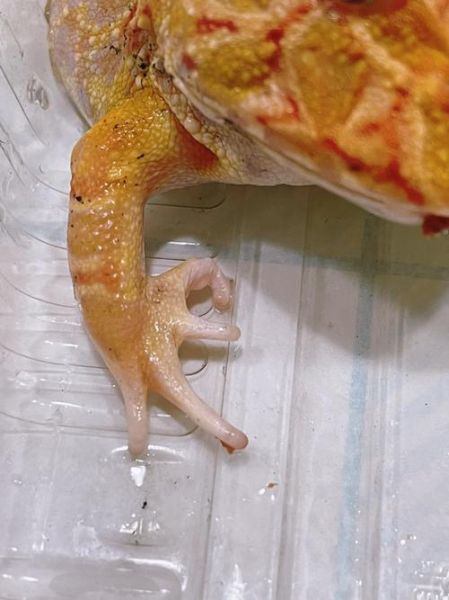 黄金角蛙寿命(听说养得好能活很久)