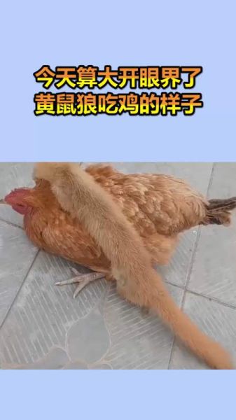 黄鼠狼吃什么(那它还会吃鸡吗)