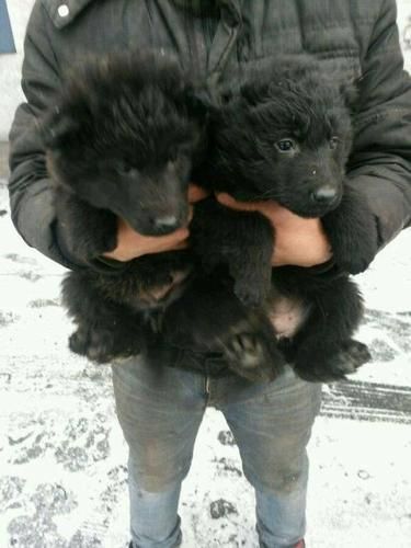 黑熊犬(应该怎么挑选)