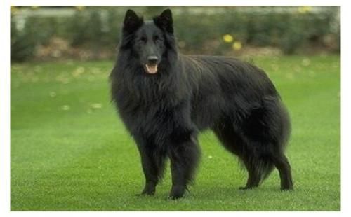 黑熊狗(它和比利时牧羊犬有什么区别)