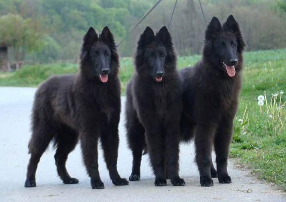 黑熊狗(它和比利时牧羊犬有什么区别)