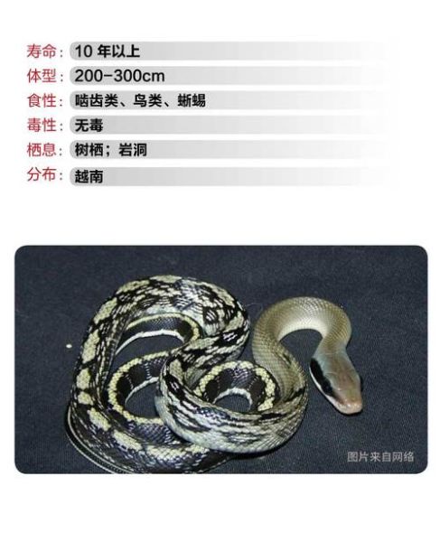 黑眉锦蛇(它和眼镜蛇有什么区别)
