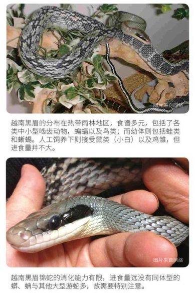黑眉锦蛇(它和眼镜蛇有什么区别)