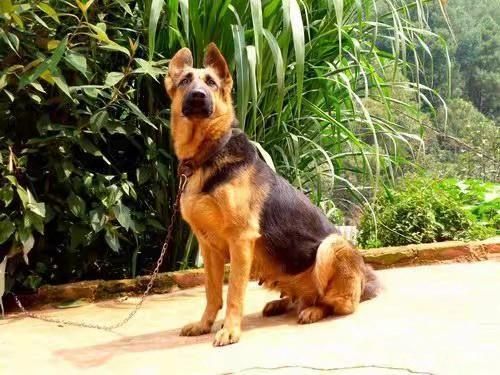 黑背犬(如何才能避免被攻击)