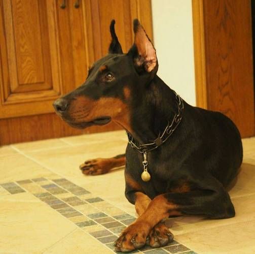 黑背犬(如何才能避免被攻击)