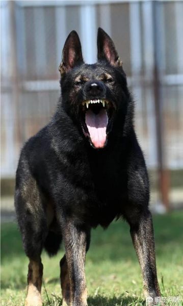 黑色德国牧羊犬(它真的比其他颜色更难养吗)