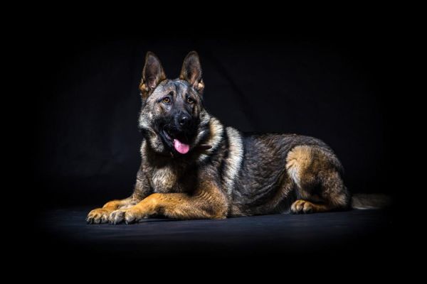 黑色德国牧羊犬(它真的比其他颜色更难养吗)