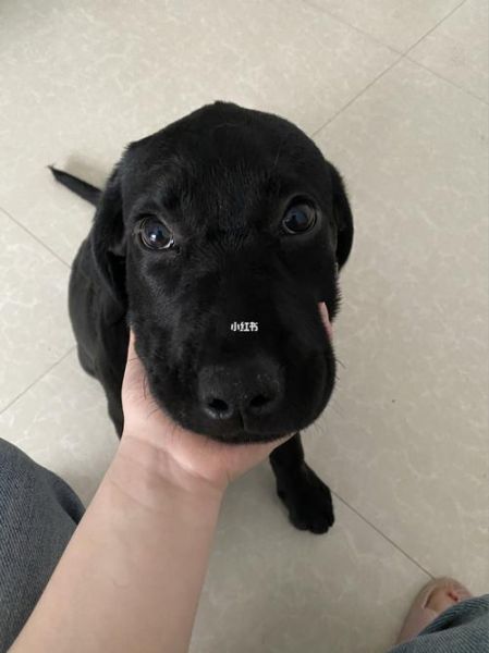 黑色拉布拉多犬价格(最贵能到多少)