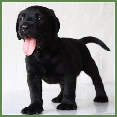 黑色拉布拉多犬价格(最贵能到多少)