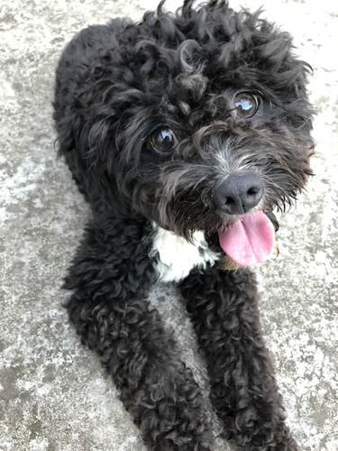 黑贵宾犬图片( 黑贵宾犬真的不适合当宠物吗)