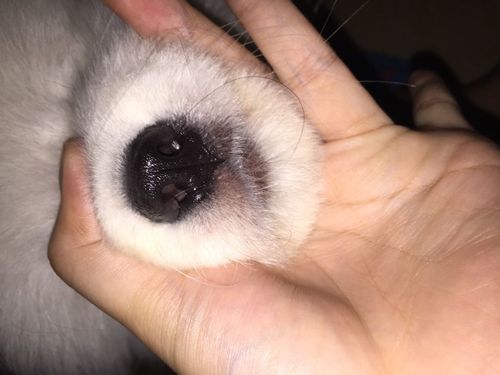 鼻涕狗(它真的能搜索全网吗)