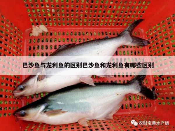 龙利鱼和巴沙鱼的区别(营养价值大比拼)