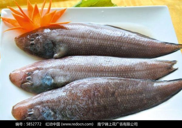 龙利鱼是什么鱼( 到底是什么鱼)