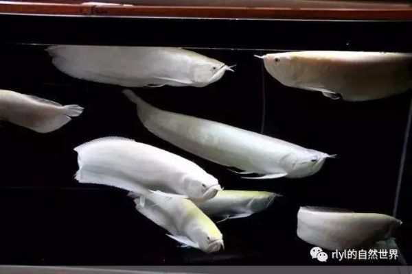 龙吐珠鱼(它到底有什么特别之处)