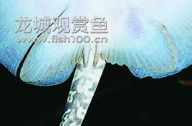 龙城观赏鱼论坛(你还不来加入)
