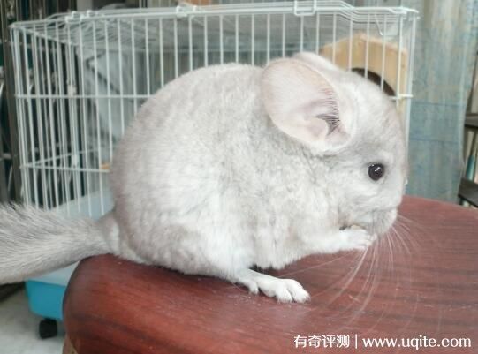 龙猫多少钱一只(雌性比雄性贵多少)
