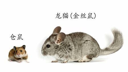 龙猫是什么动物(和老鼠有区别吗)