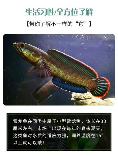 龙鱼(养龙鱼真的很难吗)