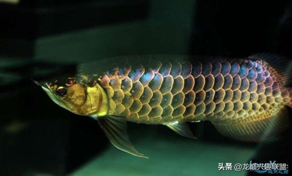 龙鱼之家(龙鱼之家信息最全最专业)