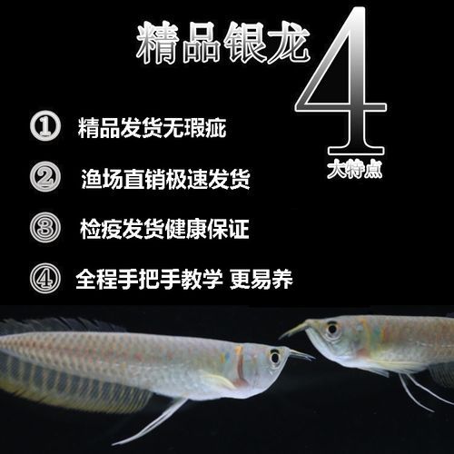 龙鱼养殖(怎么才能买到好龙)