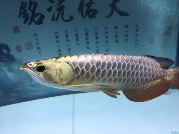 龙鱼论坛(新手入门有哪些必备知识)