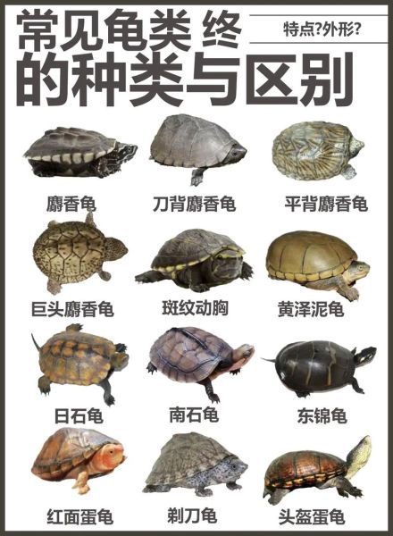 龟的种类(哪个品种最受欢迎)