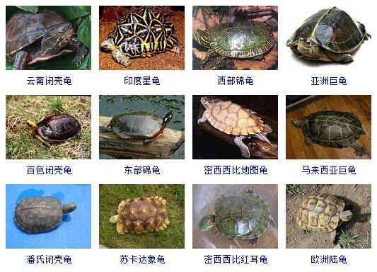 龟的种类(哪个品种最受欢迎)